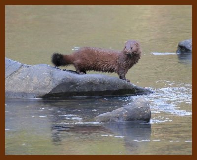 mink 11-14-06 cl2b.JPG