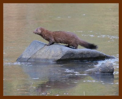mink 11-14-06 cl4b.JPG