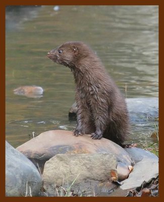 mink 11-14-06 cl8b.JPG