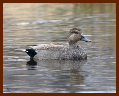 gadwall 2-24-08 4c959b.JPG