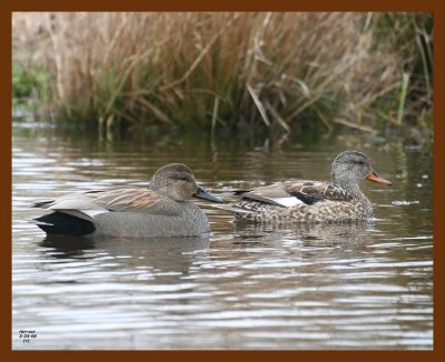 gadwalls 2-24-08 4c023b.JPG