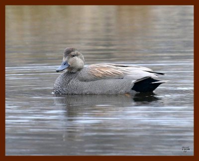 gadwall 2-24-08 4c001b.JPG