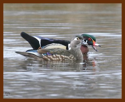 wood-ducks 2-24-08 4c902b.JPG