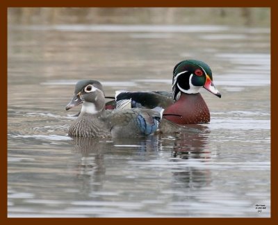 wood-ducks 2-24-08 4c938b.JPG