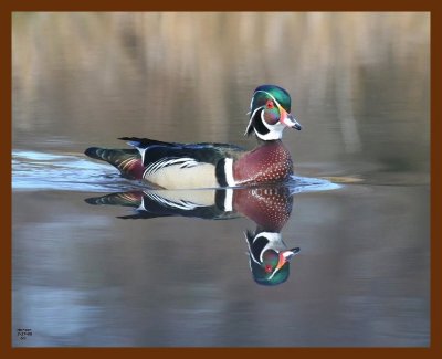 wood-duck 2-27-08 4c352b.JPG