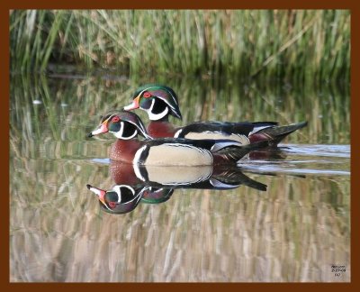 wood-ducks 2-27-08 4c307b.JPG