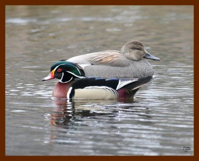 wood-duck-gadwall 2-24-08 4c045b.JPG