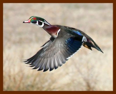 wood-duck 2-28-08 4c418b.JPG