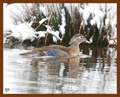 wood-duck 3-4-08 4c803b.JPG