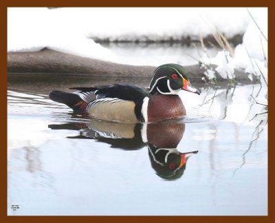 wood-duck 3-4-08 4c849b.JPG