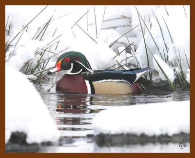 wood-duck 3-4-08 4c847b.JPG