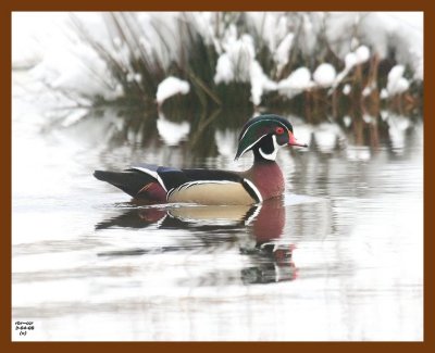 wood-duck 3-4-08 4c714b.JPG