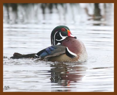 wood-duck 3-4-08 4c805b.JPG