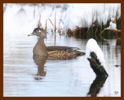 wood-duck 3-4-08 4c853b.JPG