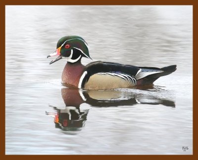 wood-duck 3-4-08 4c757b.JPG