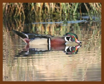 wood-duck 3-1-08 4c591b.JPG