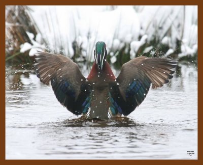 wood-duck 3-4-08 4c760b.JPG