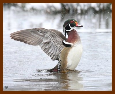wood-duck 3-4-08 4c769b.JPG
