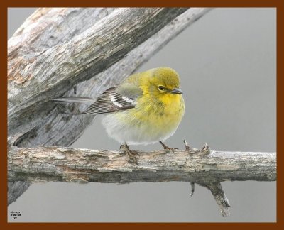 pine-warbler 3-8-08 4c341b.JPG