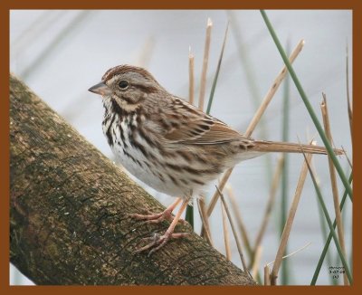 song-sparrow 3-7-08 4c955b.JPG