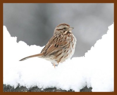 song-sparrow 3-7-08 4c908b.JPG