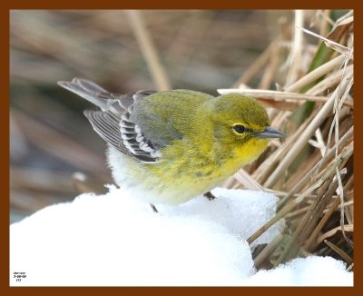 pine-warbler 3-8-08 4c345b.JPG