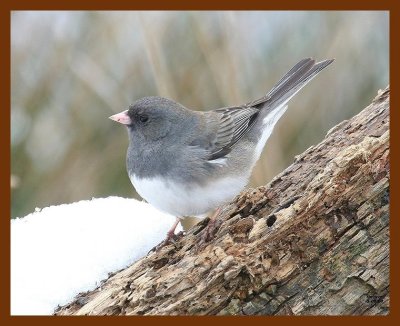 junco 3-8-08 4c233b.JPG