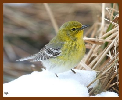 pine-warbler 3-8-08 4c346b.JPG