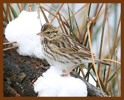 savannah-sparrow 3-7-08 4c926b.JPG
