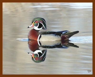 wood-duck 3-9-08 4c430b.JPG