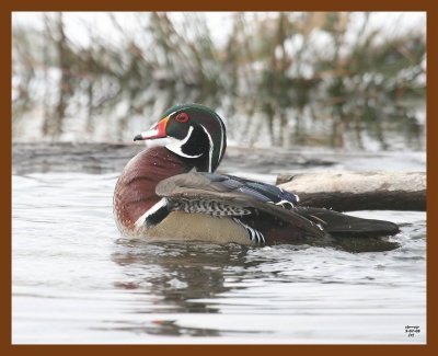 wood-duck 3-7-08 4c095b.JPG