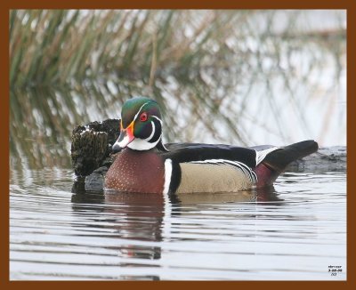 wood-duck 3-8-08 4c178b.JPG