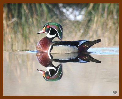 wood-duck 3-9-08 4c440b.JPG