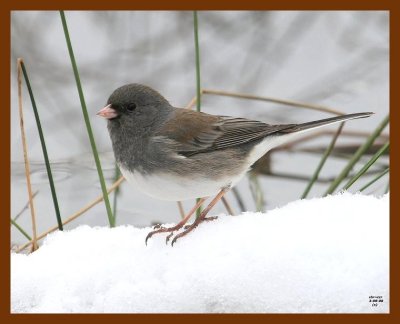 junco 3-8-08 4c293b.JPG