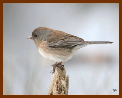 junco 3-8-08 4c302b.JPG