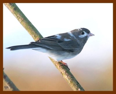 junco oc 3-9-08 4c401b.JPG