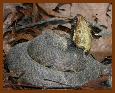 cottonmouth 3-12-08 4c039b.JPG