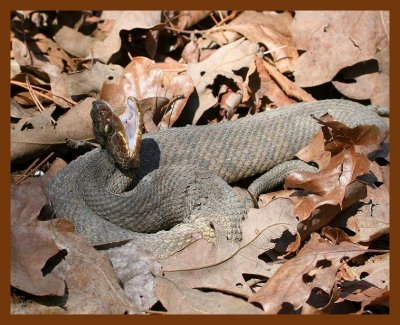 cottonmouth 3-12-08 4c022b.JPG