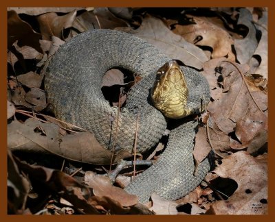 cottonmouth 3-12-08 4c015b.JPG