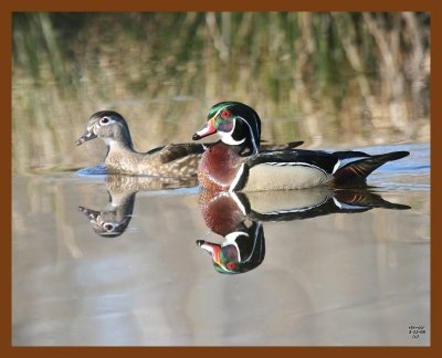 wood-ducks 3-12-08 4c938b.JPG