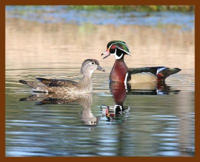 wood-ducks 3-12-08 4c785b.JPG