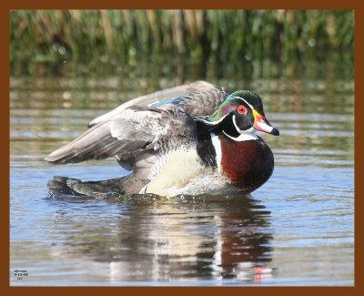 wood-duck 3-12-08 4c973b.JPG
