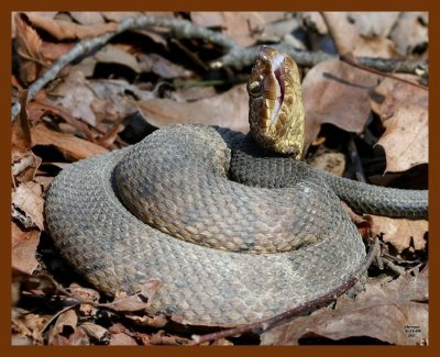 cottonmouth 3-12-08 4c046b.JPG