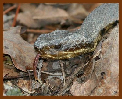 cottonmouth 3-14-08 4c307b.JPG