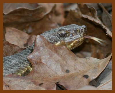 cottonmouth 3-14-08 4c299b.JPG