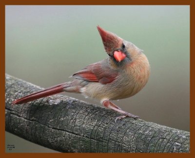 cardinal 3-15-08 4c325b.JPG