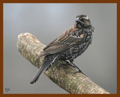 red-winged blackbird 3-15-08 4c335b.JPG