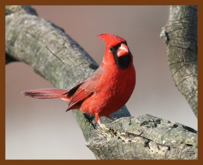 cardinal 3-13-08 4c113b.JPG