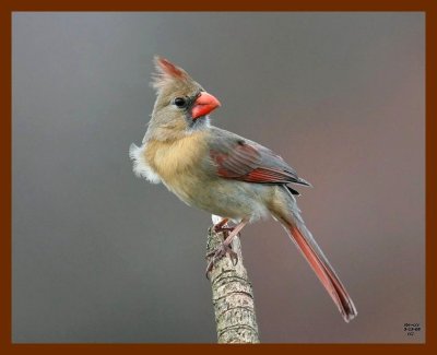 cardinal 3-13-08 4c091b.JPG