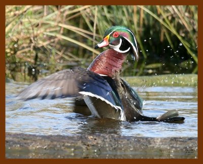wood-duck 3-16-08 4c798b.JPG
